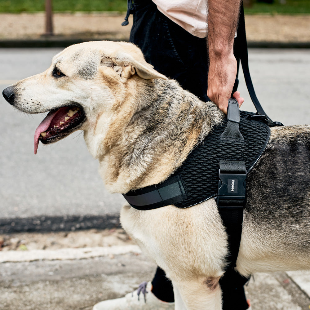 GOTHAM FLY HARNESS ゴッサム フライハーネス