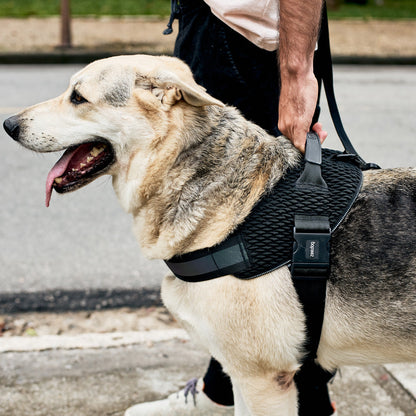 GOTHAM FLY HARNESS ゴッサム フライハーネス