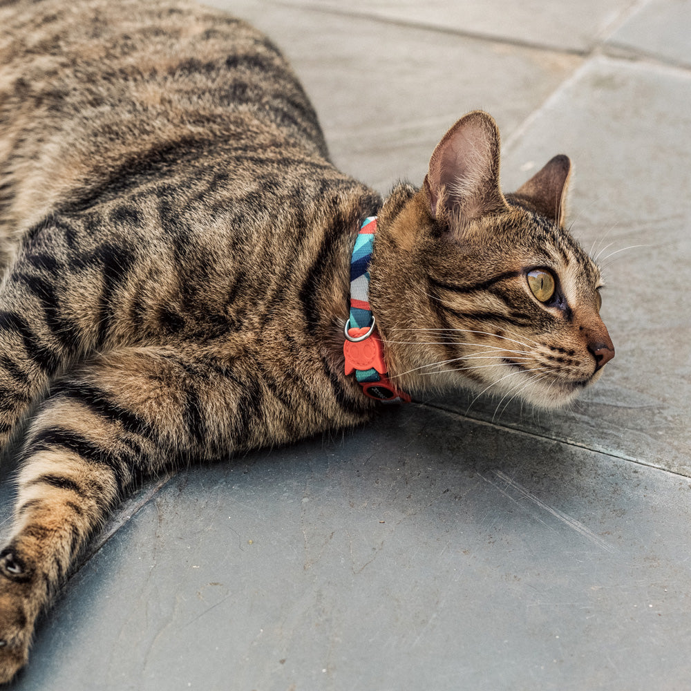 zee.cat ELLA COLLAR ジーキャット エラ カラー