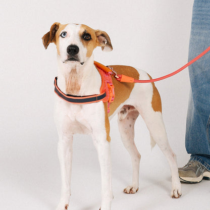 GAZELLE FLY HARNESS ガゼル フライハーネス