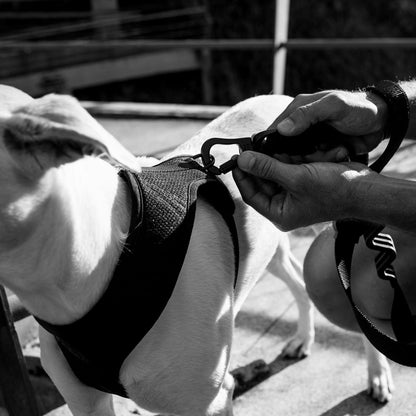 GOTHAM MESH HARNESS ゴッサム メッシュハーネス