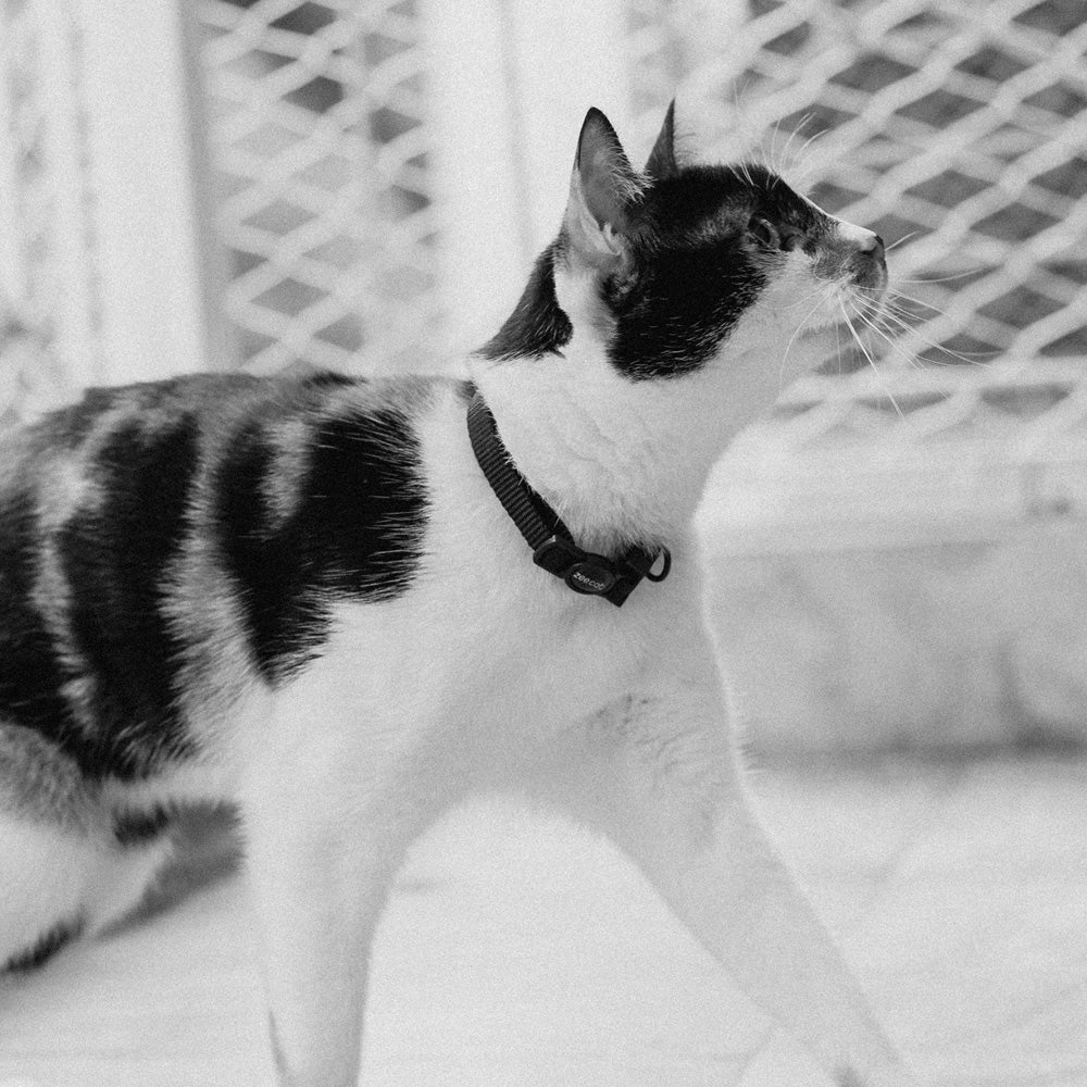 zee.cat GOTHAM COLLAR ジーキャット ゴッサム カラー