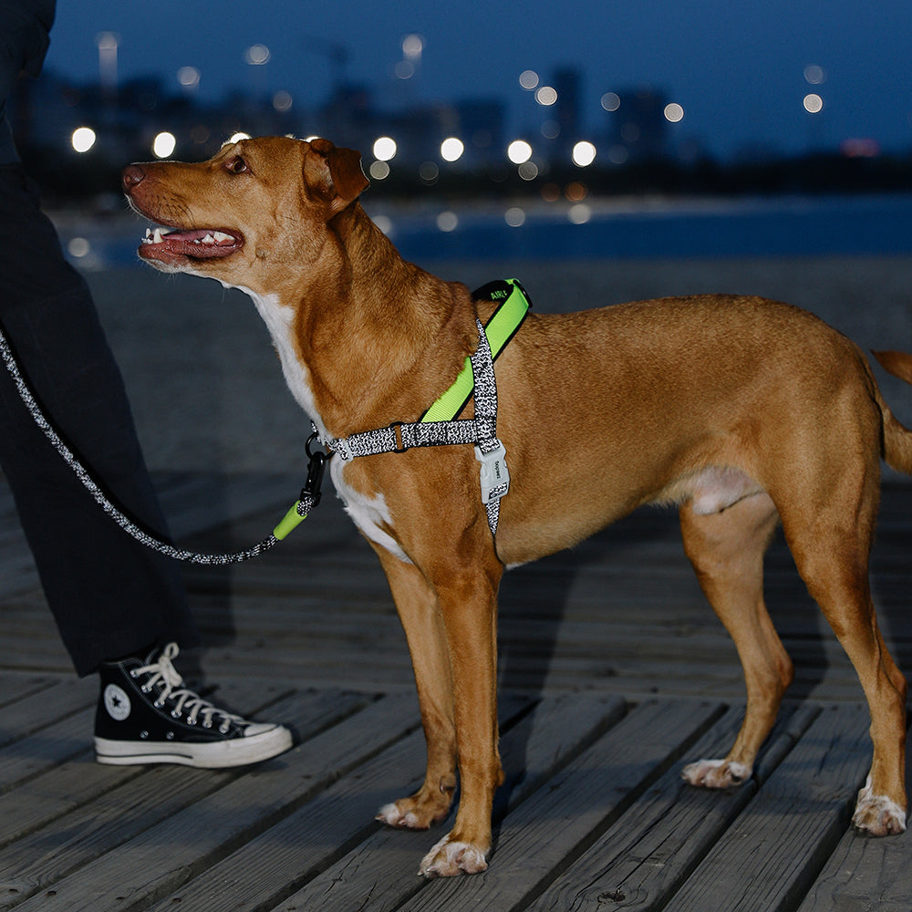 NOX SOFTER WALK HARNESS ノックス ソフターウォークハーネス