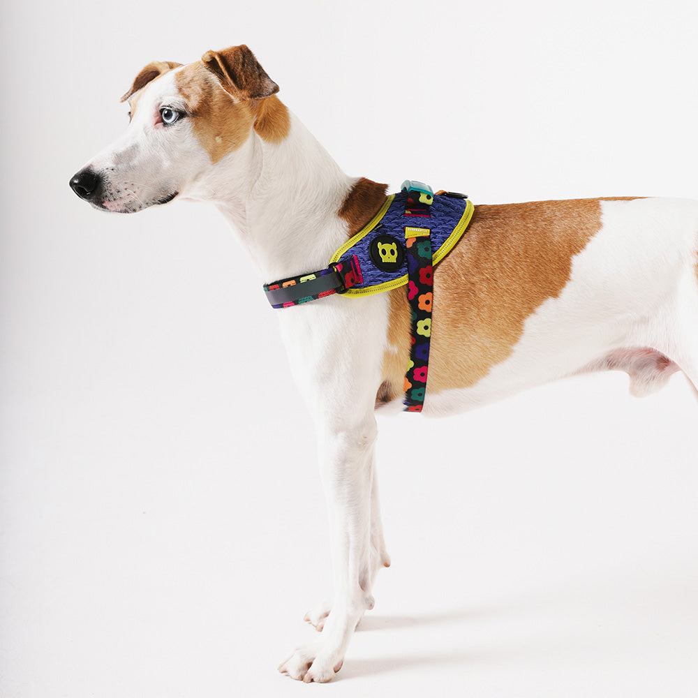 FARM RIO SAMBA FLY HARNESS ファームリオ サンバ フライハーネス