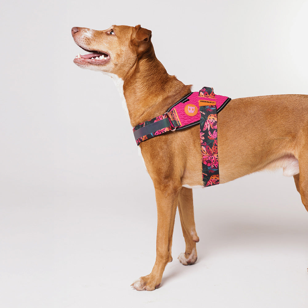FARM RIO SELVA FLY HARNESS ファームリオ セルバ フライハーネス