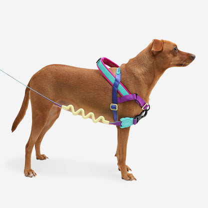 SHOCKWAVE SOFTER WALK HARNESS ショックウェーブ ソフターウォークハーネス