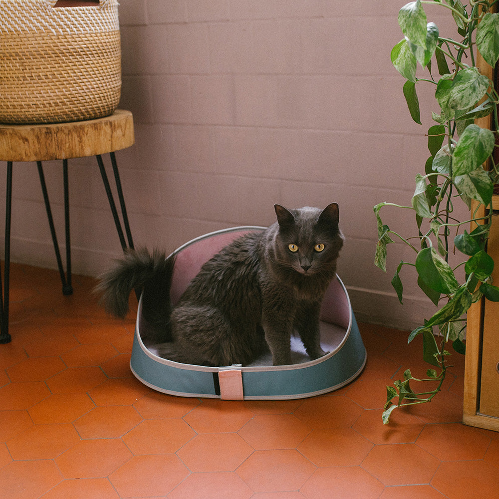 ZEE.CAT BED KOMBUCHA ジーキャット ベッド コンブチャ